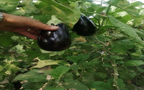 تصویر 2 از خرید و قیمت بادمجان لامپی صادراتی + فروش عمده